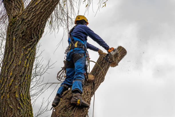 Best Mulching Services  in Fairland, OK
