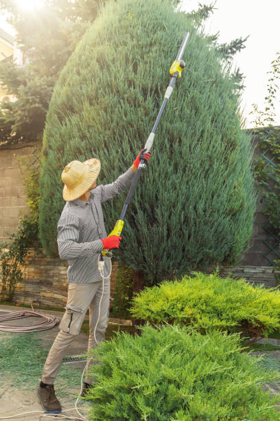 Best Root Management and Removal  in Fairland, OK